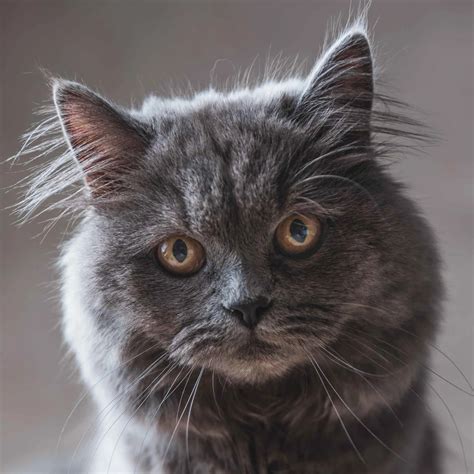 British Longhair Cat Breed Guide: Temperament, Diet, and Care