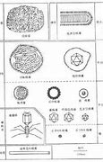 Image result for 球形 Sphericity