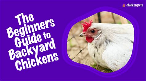 Cornish Chicken Breed Guide - Chicken Pets