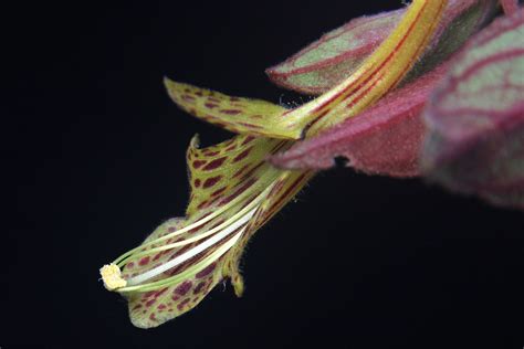 Columnea schiedeana Schltdl. | Plants of the World Online | Kew Science