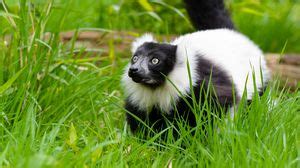 Black-and-white ruffed lemur full hd, hdtv, fhd, 1080p wallpapers hd ...