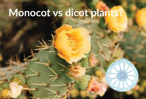 Monocot vs Dicot plants - Rs' Science