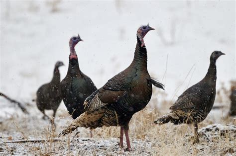 The Dynamics of Winter Turkey Flocks - The National Wild Turkey Federation