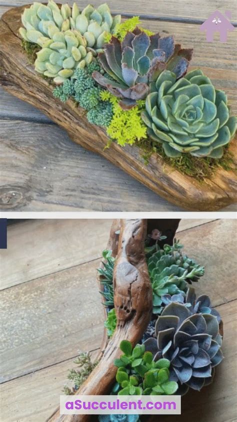 20 Driftwood Succulent Planter Ideas For Your Home | Succulent planter ...