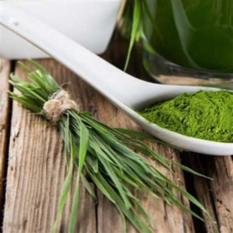 Sirukurinjan Powder & Hibiscus Flower Powder Manufacturer from Chennai ...