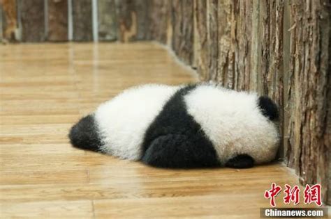大熊猫是如何成为“国宝”的？|界面新闻 · 文化