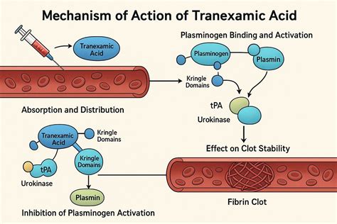 Mechanism Of Tranexamic Acid