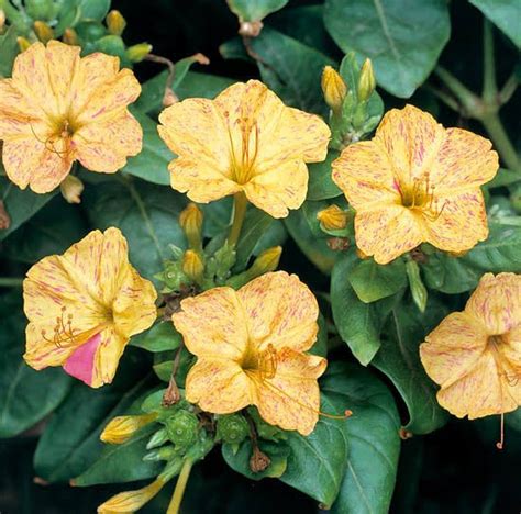 Best Mirabilis Jalapa Flower plant Nurseries In Kadiyam India Andhra ...