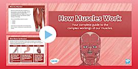 Muscles Worksheet (teacher made) - Twinkl