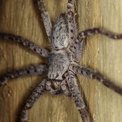 Australian Huntsman Spider