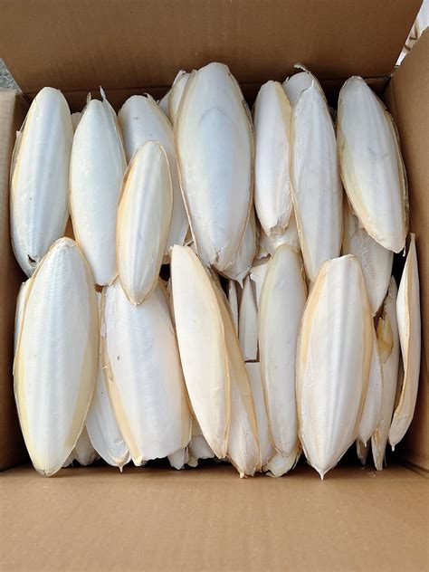 Cuttlebone Animal Feed| Squid Shell | Cuttlefish Bones - Products for ...