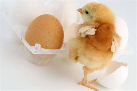 梦见鸡蛋是什么意思,梦到鸡蛋破了变成小鸡有什么预兆 - 达达搜