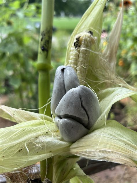 “Corn smut” - A fungal infection that causes corn kernels to swell into ...