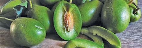 Indian olives: The most under-utilised fruit crop