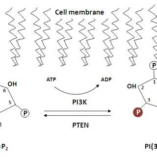 Image result for Pi PIP2 PIP3