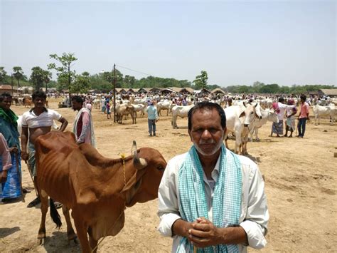 Beef hysteria: Trade in one of West Bengal’s largest cattle markets has ...