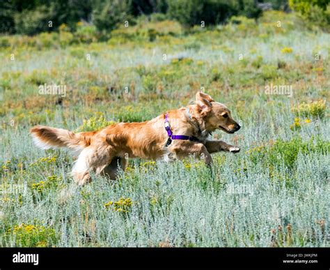 Animals in golden light hi-res stock photography and images - Alamy