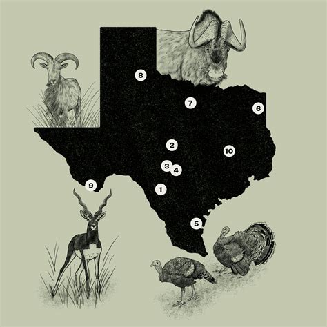 Where to Hunt, or Photograph, Exotic Animals in Texas – Texas Monthly