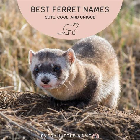 280 Best Ferret Names (Cute, Cool, and Unique) - Every Little Name