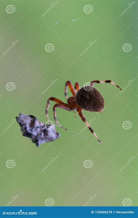 Brown Spotted Orb Weaver Spider Approaching Spotted Lantern Fly Trapped ...