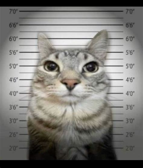 Thousand yard stare cat gif thousand yard stare cat kitty discover ...