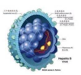 Hepatitis B Virus (HBV), Diagnosis and Treatment
