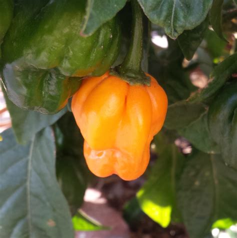Scotch Bonnet Pepper - auscrops.com.au