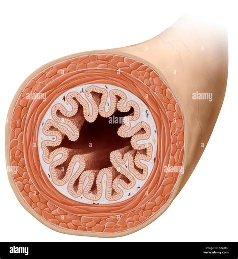 This image shows a cross section of the small intestine, revealing the layers of the muscle ...