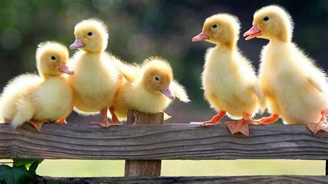 Cute Duck Wallpapers - Wallpaper Cave