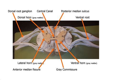 How To Make A Spinal Cord Model at Skye Kinsella blog