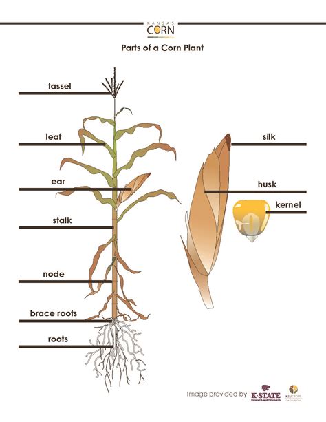 Maize Plant Structure