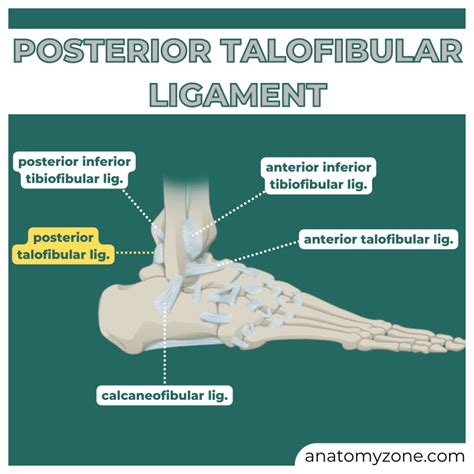 Posterior Talofibular Ligament (PTFL) - AnatomyZone