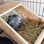 Image result for Rabbit Nests in Lawn