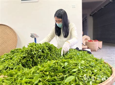 人民网：浙江：大学生学采茶体验茶文化-浙江农林大学