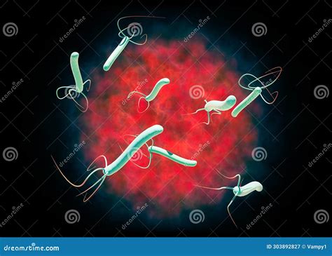 Helicobacter Pylori is a Gram-negative, Flagellated, Helical Bacterium. Stomach Mucosa Stock ...
