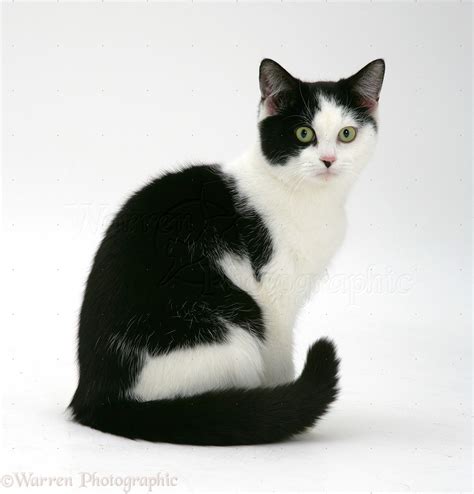 Black-and-white cat photo WP26260
