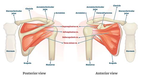 What is the rotator cuff of the shoulder? — Lake Washington Physical Therapy