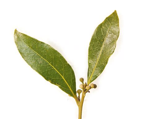 bay leaf - Wiktionary, the free dictionary