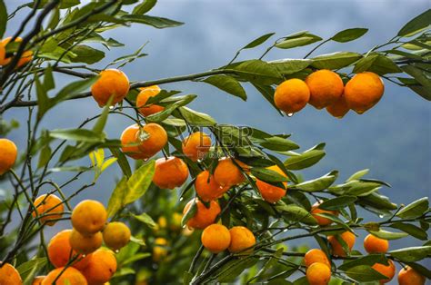 特写,橙子,水果,秋天,桔树正版图片素材下载_ID:157816698 - Veer图库