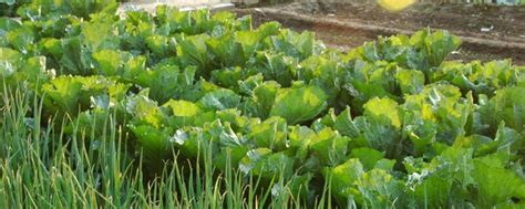 马铃薯块茎种植到地里。早春准备园艺季节。照片摄影图片_ID:157470293-Veer图库