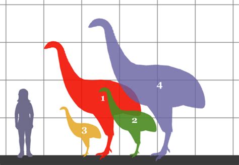 恐鸟迅速死亡帮助解释灭绝原因 - 神秘的地球 科学|自然|地理|探索