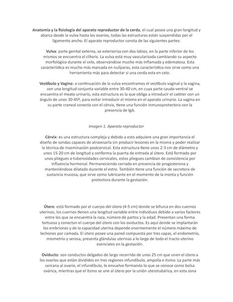 Anatomía y la fisiología del aparato reproductor de la cerda - El aparato reproductor consta de ...