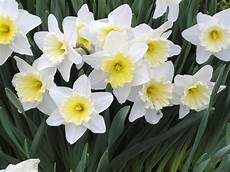 fiori bulbo fiori a bulbo bulbi caratteristiche dei fiori a bulbo fiori bulbo fiori a bulbo bulbi caratteristiche dei fiori a bulbo