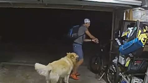 Pawsing during the crime: Watch San Diego thief stops to play with ...