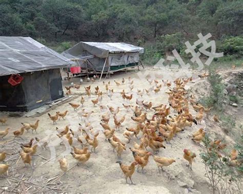 生态农场养殖场养鸡场旅游加盟模板-包图网