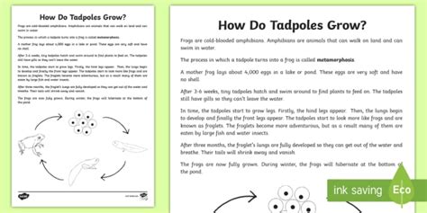 How Do Tadpoles Grow? Explanation Writing Sample-Australia
