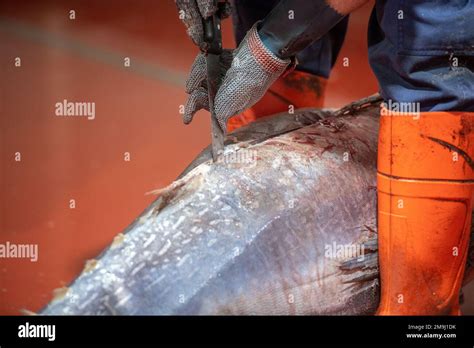 Image result for Fish processing Fish Canning Process