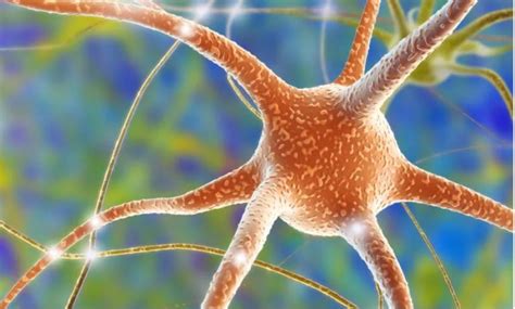 Image result for Somatic Nervous System Function