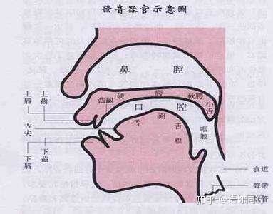 零基础，3分钟掌握与【nas(o)- 鼻】相关的医学英语术语！ - 知乎