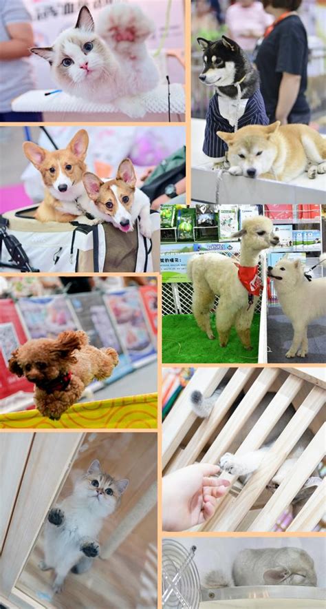 宠博会送什么礼物最新素材